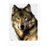 Grauer Wolf Postkarte