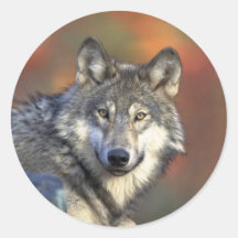 Grauer Wolf Runde Aufkleber