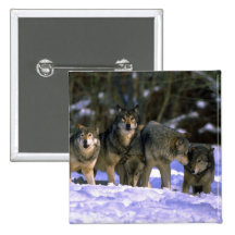 Grauer Wolf-Satz am Rand des schneebedeckten Walde Anstecknadel