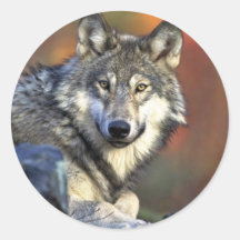 Grauer Wolf Stickers