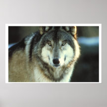Grauer Wolf von JungleWalk Posterdrucke