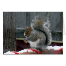 Graues Eichhörnchen im Winter Grußkarten