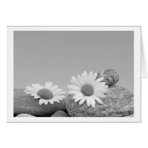 Greeting Card marguerites Grußkarte