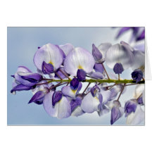 Greeting card with Chinese Whisteria