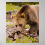 Griz Posterdrucke