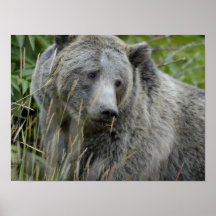 Grizzlybär Posterdrucke