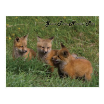 Großartige Teton Nationalparkfox-Ausrüstungen Postkarte