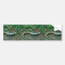 Große Ebenen Skink Auto Aufkleber