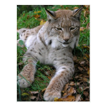 Große Katzen - 11 Postkarten