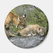 Große Katzen - 9 Magnete