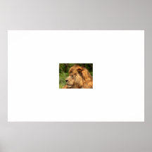 Große Katzen-Plakat