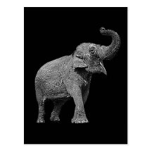 GROSSER ASIATISCHER ELEFANT - INDISCHER ELEFANT POSTKARTE