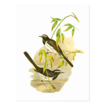 Großer gescheckter Wagtail Postkarte