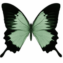 Großer grüner u. schwarzer Schmetterling Foto Ausschnitt