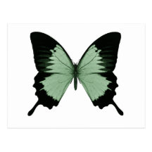 Großer grüner u. schwarzer Schmetterling Postkarte