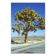 Großer Joshua-Baum Fotografische Drucke