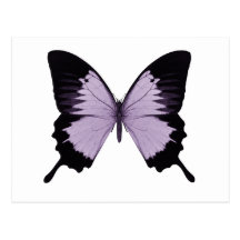 Großer lila u. schwarzer Schmetterling Postkarten