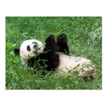 Großer Panda, der Bambus essend Lounging ist Postkarte
