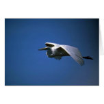 Großer Reiher, im Flug Grußkarten