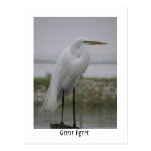 Großer Reiher Postkarte