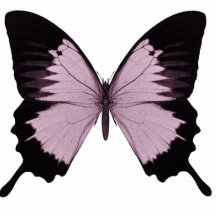 Großer rosa u. schwarzer Schmetterling - personifi Fotoausschnitte
