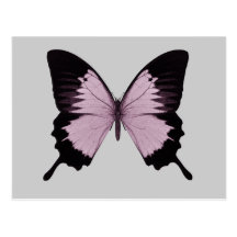 Großer rosa u. schwarzer Schmetterling - personifi Postkarten