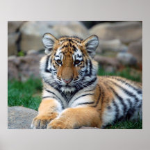 Großer Tiger CUB Plakatdrucke