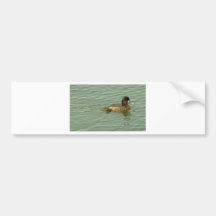 Größere Bergenten-Frau Autosticker