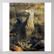 Größerer Roadrunner Plakatdrucke