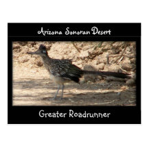 Größerer Roadrunner Postkarten