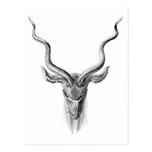 Größeres Kudu Postkarten