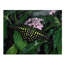 Grün-gepunkteter Dreieckschmetterling, Malaysia Postkarte