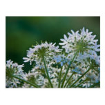 Grundältestes • Postkarte