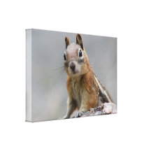 Grundeichhörnchen Galerie Gefaltete Leinwand