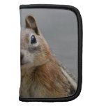 Grundeichhörnchen Mappen