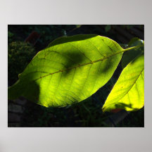 grüne autumnsun leafes posterdrucke
