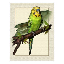 Grüne Budgie Kunst-Postkarte