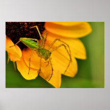 Grüne Luchs-Spinne Poster