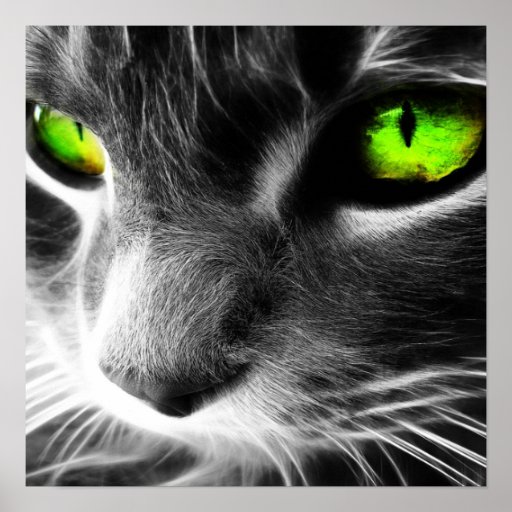 Grüne mit Augen Katze herauf nahen Druck Poster