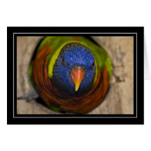 Grüne-Naped Lorikeet leere Karte