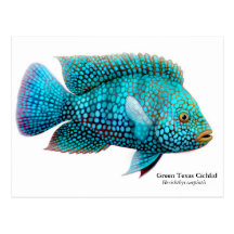 Grüne Texascichlid-Postkarte