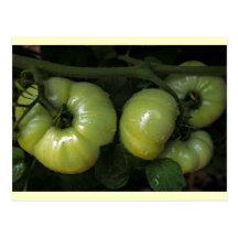 Grüne Tomaten Postkarte