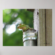 Grüner Baum-Frosch im Rohr Plakatdruck
