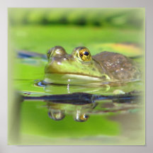 Grüner Frosch-Druck Plakate