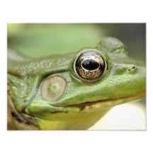 Grüner Frosch-nahes hohes Kunst Photo