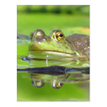 Grüner Frosch-Postkarte