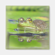 Grüner Frosch-Quadrat-Magnet