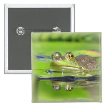 Grüner Frosch-QuadratPin Anstecknadel