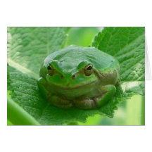 Grüner lächelnder Frosch - nahes hohes Karte