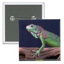 Grüner Leguan Button